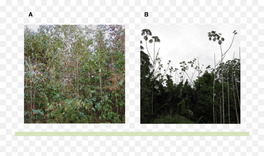 Second Growth Stands In Central Amazonia Are Dominated By - Cyrilla Png,Jungle Plants Png