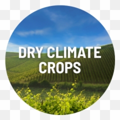 Agriculture - Only Appointments Png,Dry Grass Png