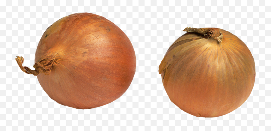 How To Grow Onions Step - Bystep Bbc Gardenersu0027 World Png,Onion Transparent Background
