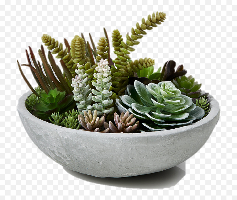 Garden Plants Succulent Bowl Flowerpot - Transparent Table Plant Png,Succulent Transparent Background
