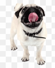 Pug - Happy500png Baldivis Vet Hospital Happy Pug Png,Pug Png