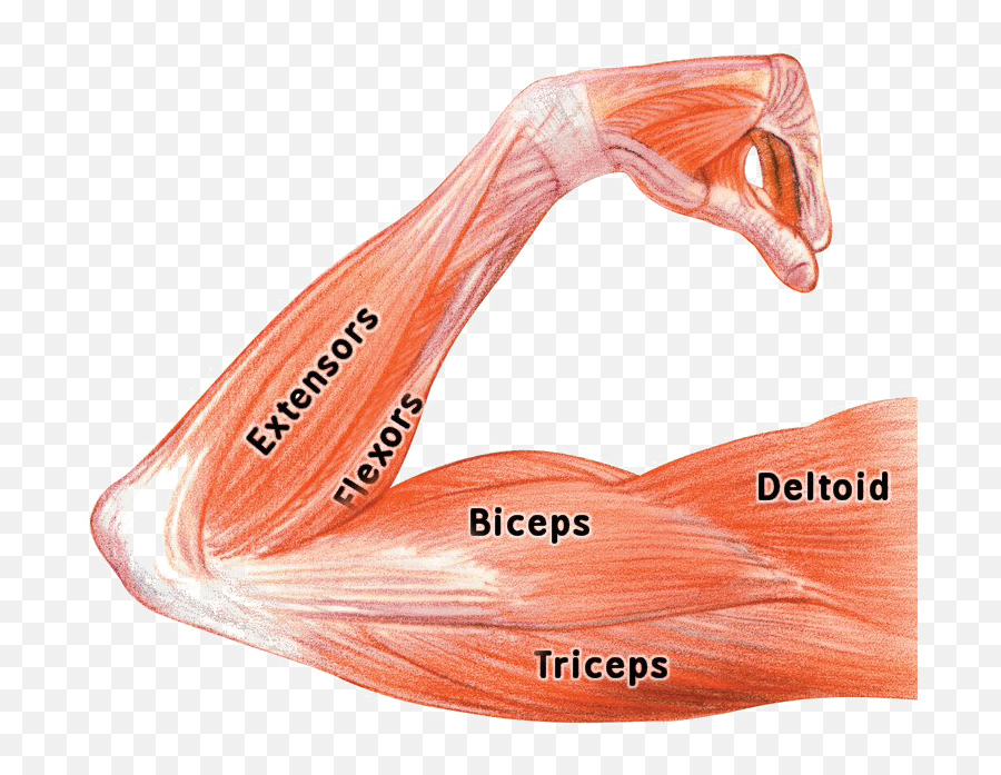 Muscles Png - Muscle Png Image Background Labeled Arm Arm Muscles Biceps Triceps,Arm Transparent Background