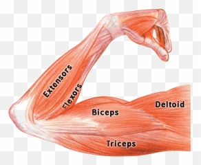 Muscles Png - Muscle Png Image Background Labeled Arm Muscles Biceps Triceps