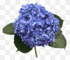 Hydrangea Purple Transparent U0026 Png Clipart Free Download - Ywd Hydrangea Select Shoking Blue,Hydrangea Png