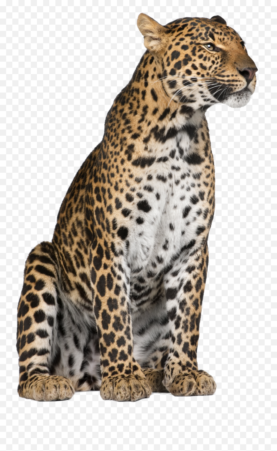 Sri Lankan Leopard - Seated Leopard Png,Leopard Png