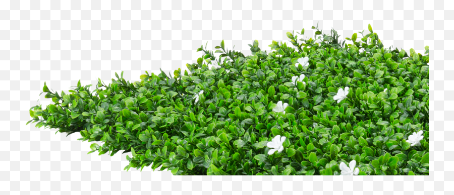 Flower Hedge Png - Ground Cover Plant Png,Hedge Png