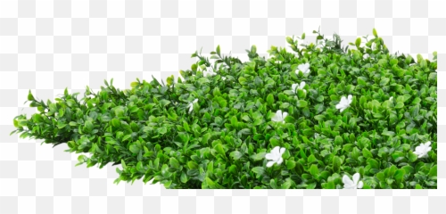 Flower Hedge Png - Ground Cover Plant