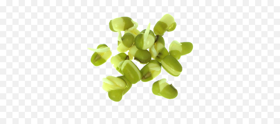 Mung Bean Sprouts Are Full Of Natural - Mung Bean Sprouts Transparent Png,Sprout Png