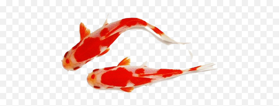 Koi Fish Transparent Background - Koi Png,Fish Transparent Background