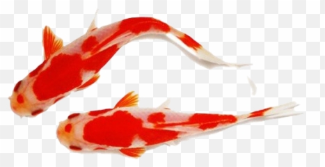 Koi Fish Transparent Background - png