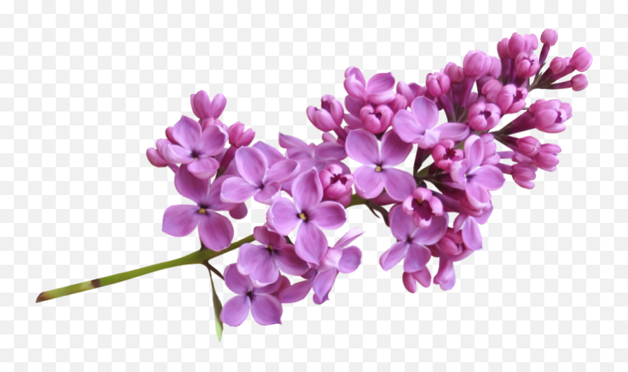 Lilac Flowers Png Images Free Download - Lilac Png,Lilac Png
