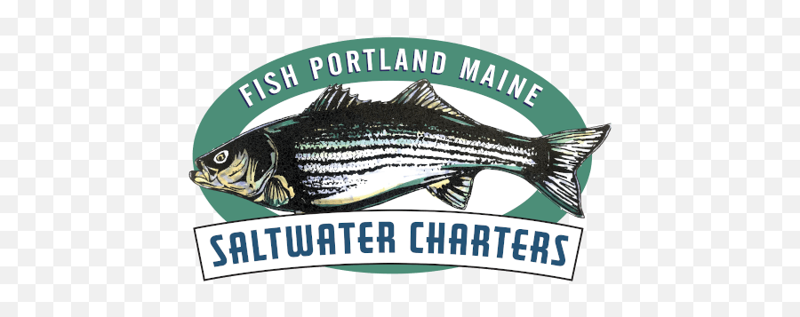 Striped Bass - Fish Portland Maine Striped Bass Png,Bass Fish Logo