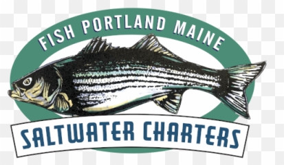 Striped Bass - Fish Portland Maine Striped Bass Png,Bass Fish Logo
