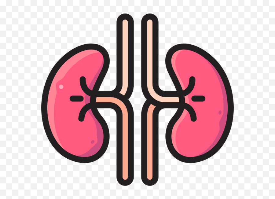 Kidney Free Vector Icons Designed - Language Png,Digestive System Icon