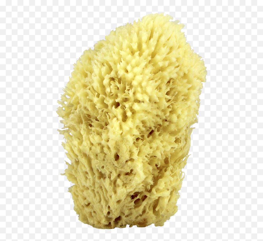 Download Sea Wool Natural Bath Sponge 6 - Sea Sponge Transparent Background Png,Sponge Png