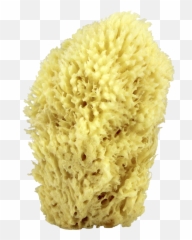 Download Sea Wool Natural Bath Sponge 6 - Sea Sponge Transparent Background Png,Sponge Png