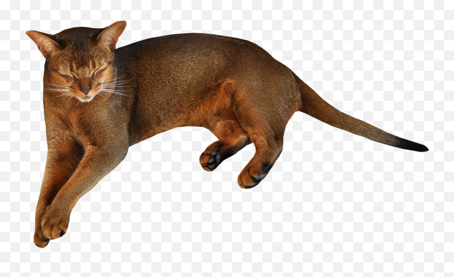 Download Lying Cat Png Image For Free - Cat On Clear Background,Cat With Transparent Background