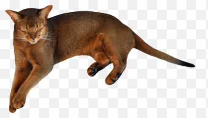 Download Lying Cat Png Image For Free - On Clear Background
