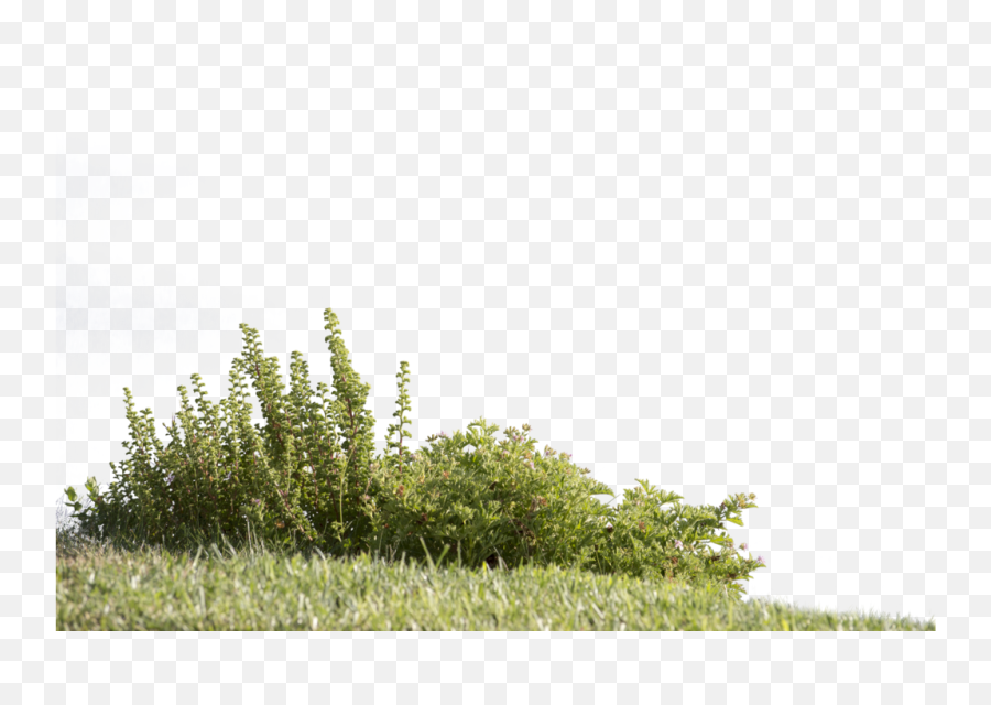 Greenery Png 3 Image - Cut Out Grass Png,Greenery Png