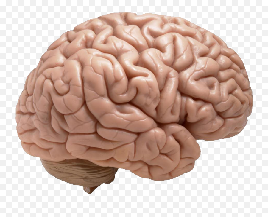 Brain Png Images Free Download - Does A Brain Look Like,Human Brain Png