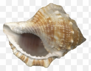 Free Vector Seashell Download Png 24607 - Icons and Deniz Sesi Gelen Kabuu