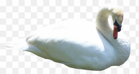 Swan Swimming Png - Photo 950 Free Png Download Image Swan Png,Swimming Png