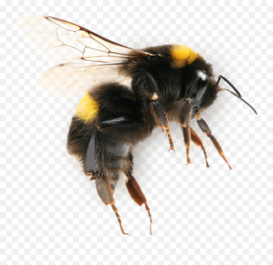 Bee Picture Png Images Download Honey - Bumble Bee Side View,Bumblebee Png