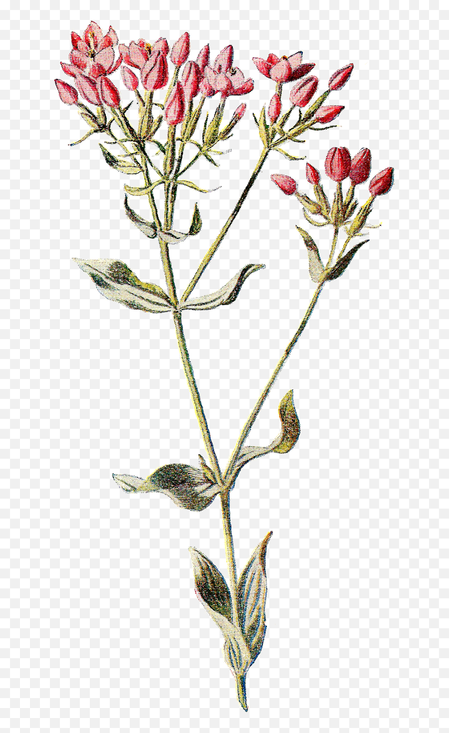 Library Of Dainty Flower Jpg - Botanical Wild Flower Illustration Png,Wildflower Png
