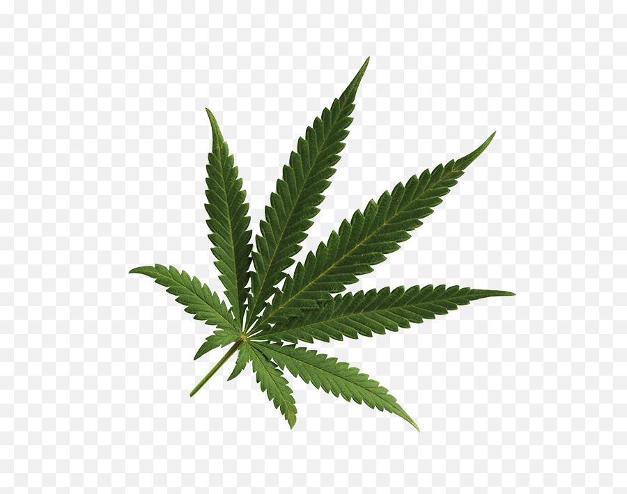 Cannabis Png Images Free Download - Transparent Background Cannabis Png,Weed Transparent Background