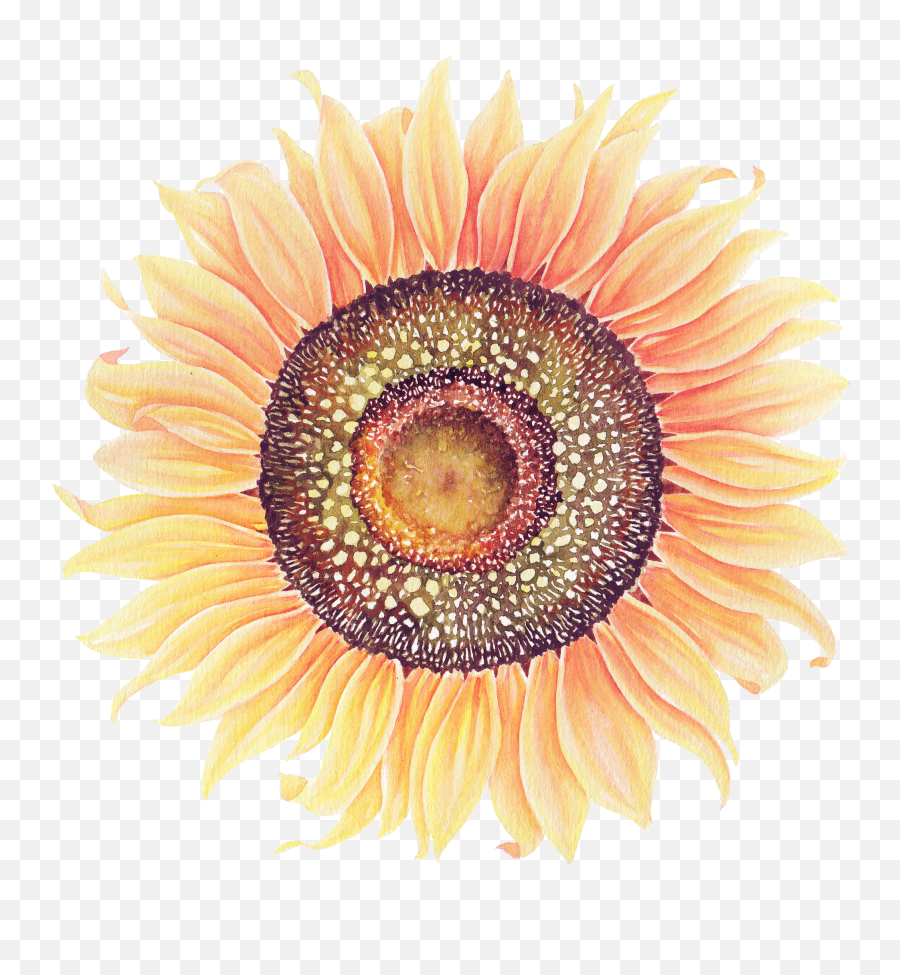 Sunflower Watercolor Transparent Png - Watercolour Sunflowers Png,Watercolor Sunflower Png