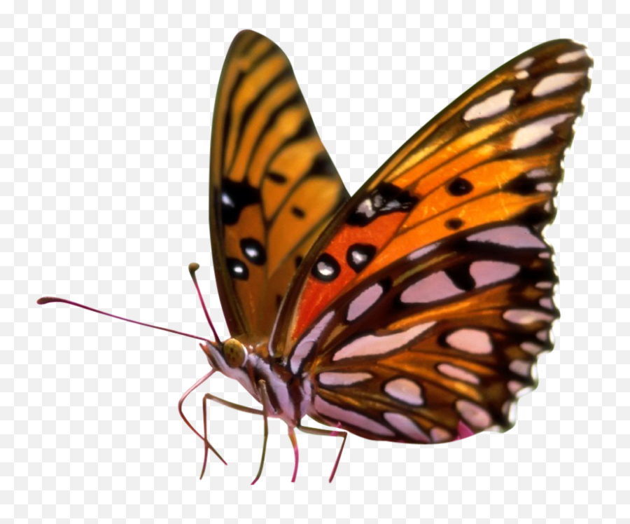 Sitting - Butterfly On Flower Png,Butterflies Transparent Background