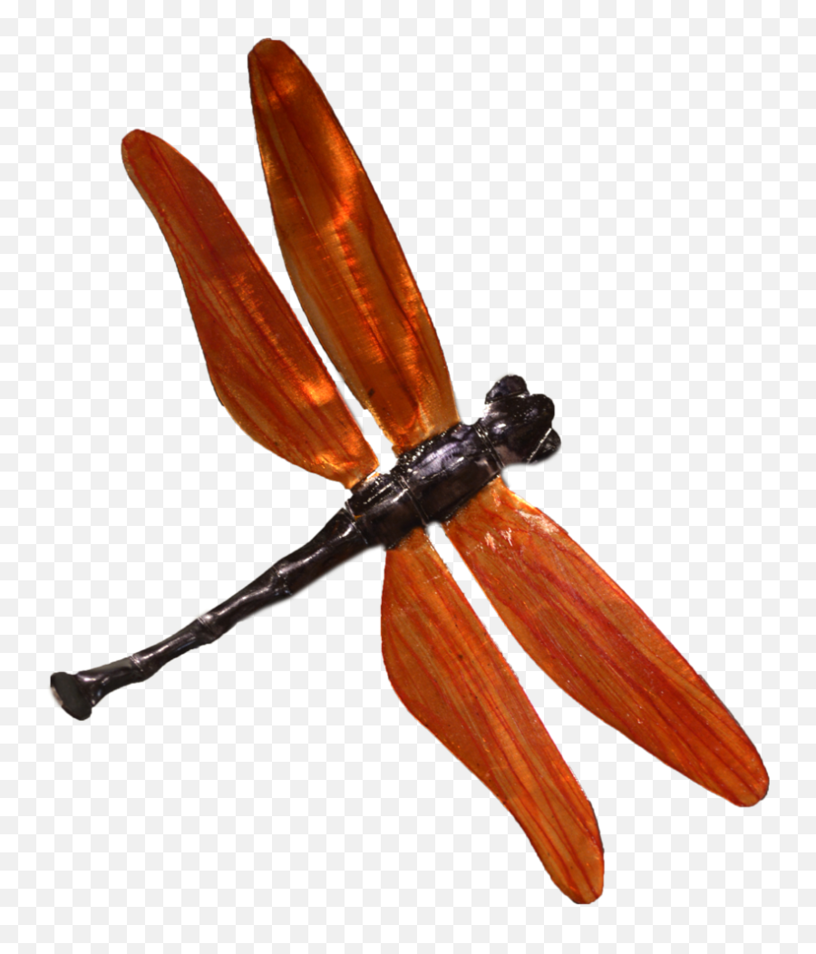 Gal Kongyega U2014 Dragonfire Gallery Png Dragonfly