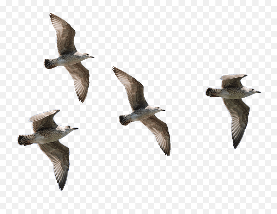 Seagulls Flying Png Transparent - Png Image Of Birds,Flying Bullet Png