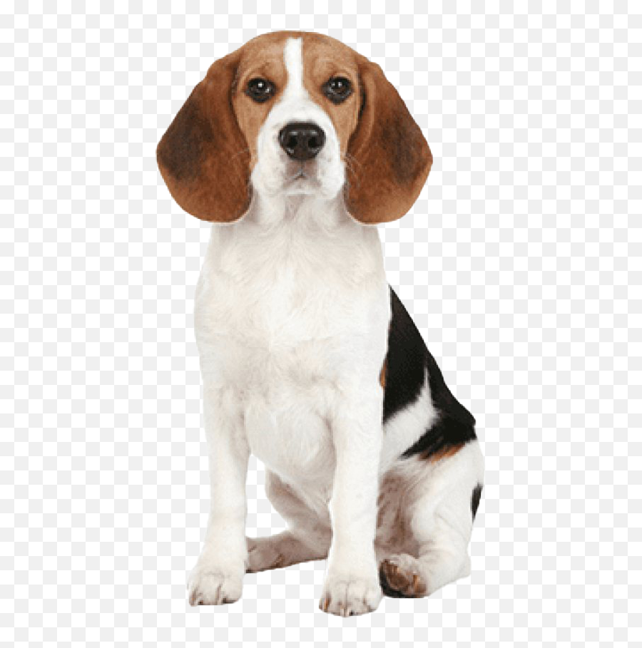 Beagle Dog Png Image - Beagle Png,Beagle Png
