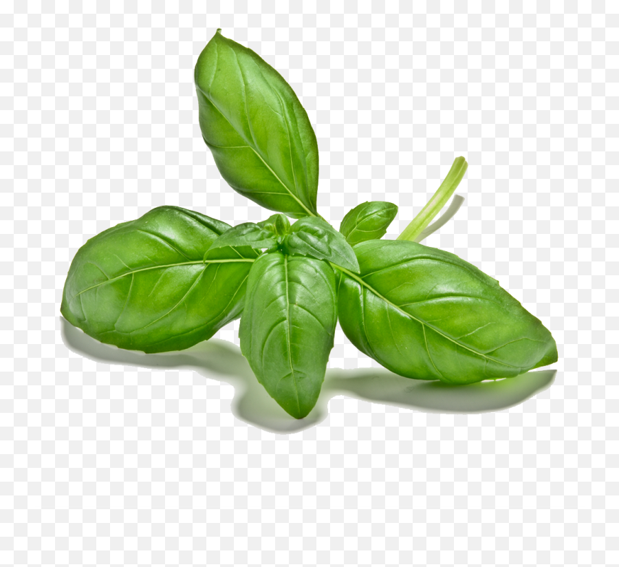 Download Cut Out 1024x1024 Basil Leaves - Basil Leaf Cut Out Png,Basil Png