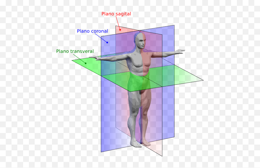 Filehuman Anatomy Planes - Espng Wikimedia Commons Anatomical Planes,Planes Png