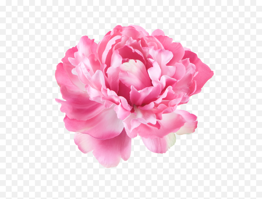 Download Peony Flowers Png - Pink Flowers White Background,Single Flower Png