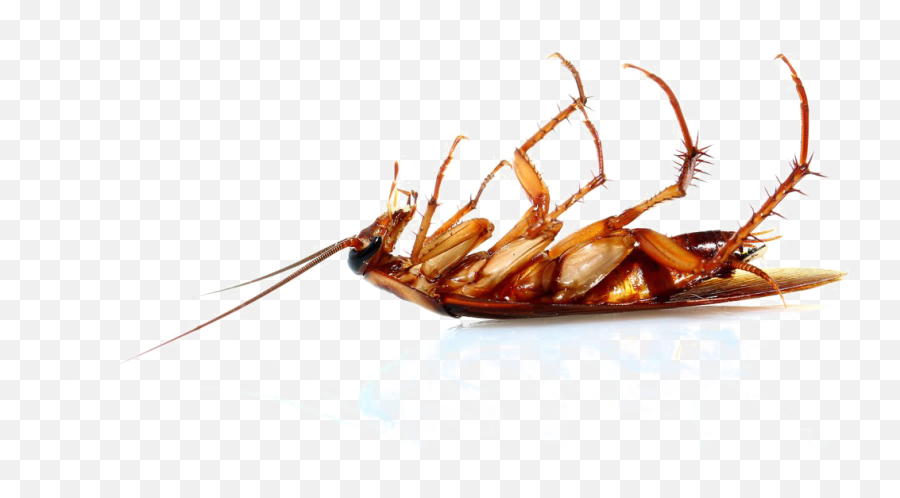 Png Transparent Image - Cucaracha Muerta Patas Arriba,Cockroach Transparent