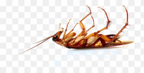 Png Transparent Image - Cucaracha Muerta Patas Arriba,Cockroach Transparent