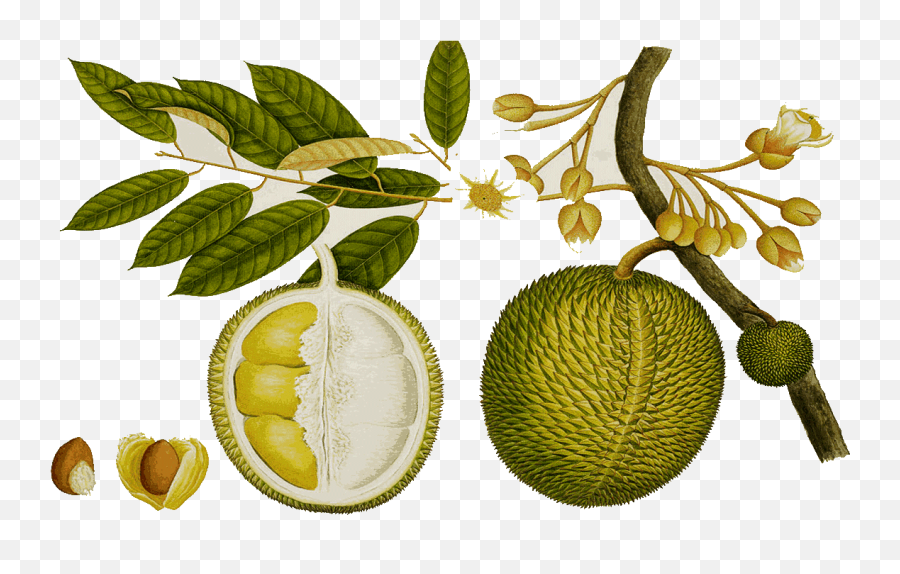 Tree Clipart Jack Fruit - Durian Drawing Png,Fruit Tree Png
