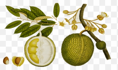 Tree Clipart Jack Fruit - Durian Drawing Png,Fruit Tree Png