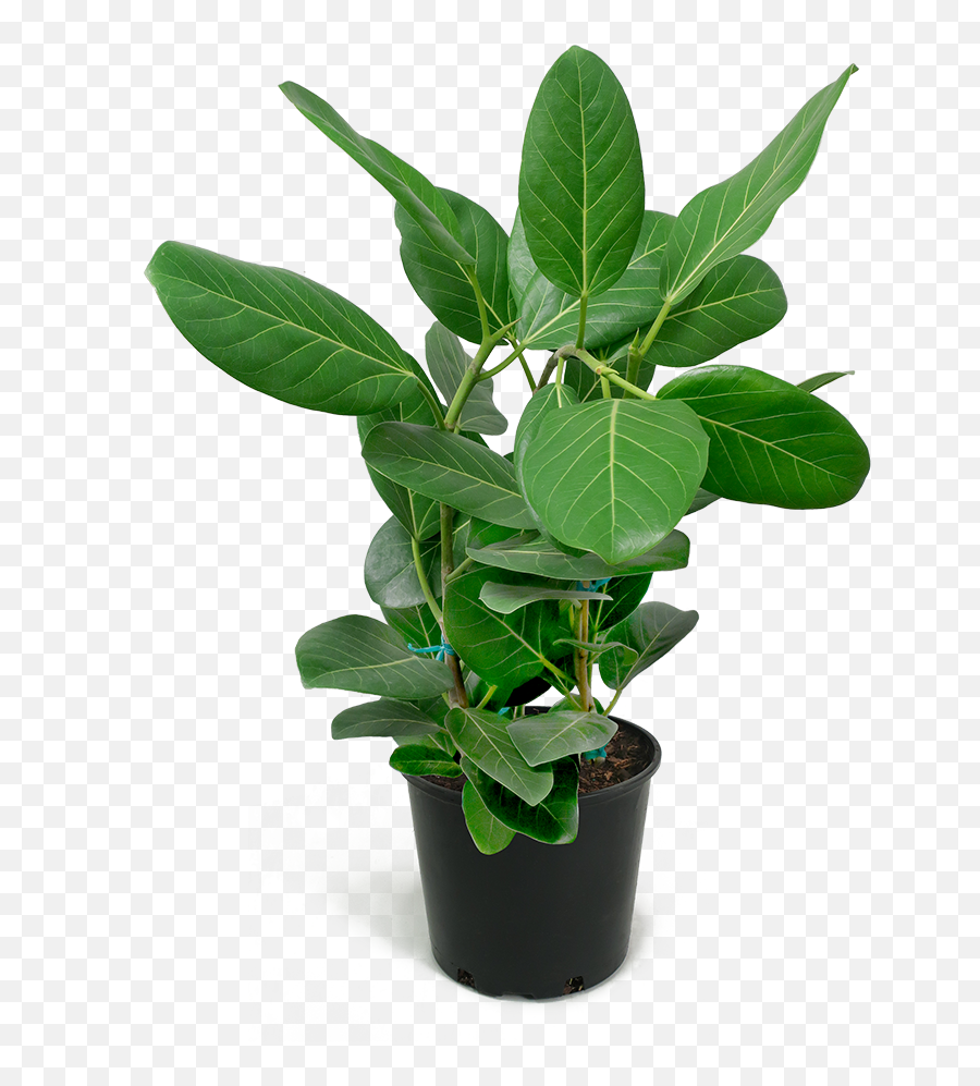 Download Ficus Audrey Large Rubber Plant Houseplants - Rubber Plant Transparent Background Png,House Plant Png