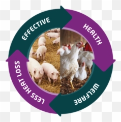 Pb - Dry Biotech Biosecurity Animal Husbandry Poultry Farming Png,Dry Grass Png