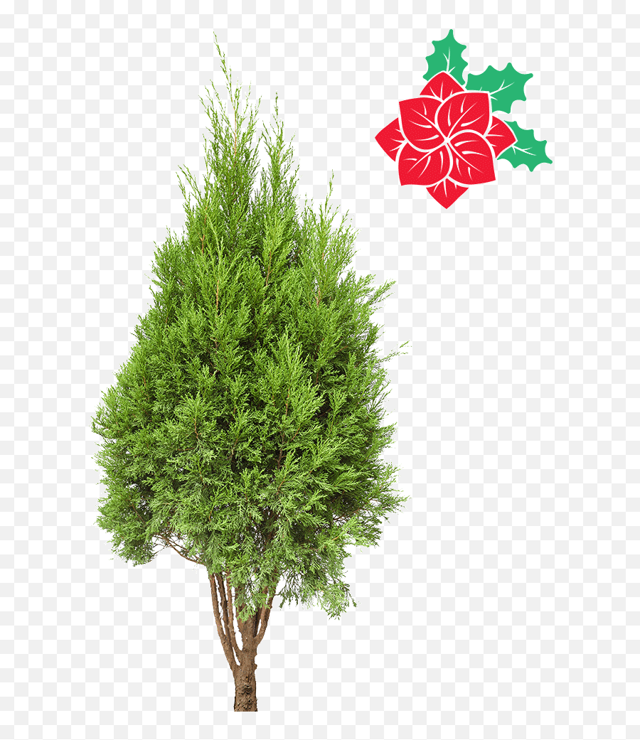 Natural Cypress Christmas Tree 4 - 5ft Küçük Agaç Resimleri Mexican Pinyon Png,Cypress Tree Png