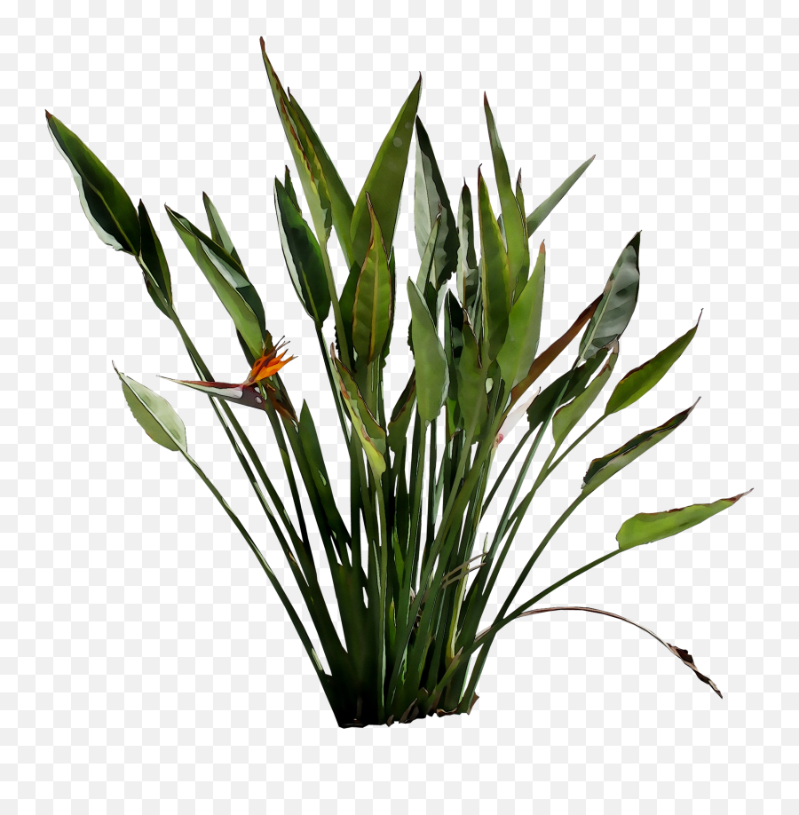 Leaf Plant Stem Flower Grasses Plants - Png Download 2277 Png Plants,Yucca Png