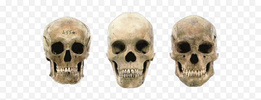 Download Variations In Modern Human Skulls - German Male Variation In Modern Human Skulls Png,Skulls Png