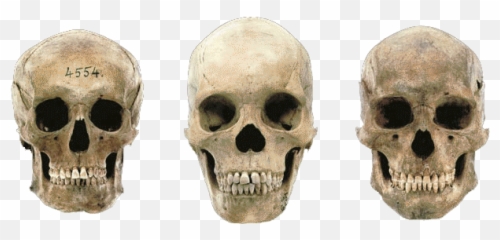 Download Variations In Modern Human Skulls - German Male Variation In Modern Human Skulls Png,Skulls Png