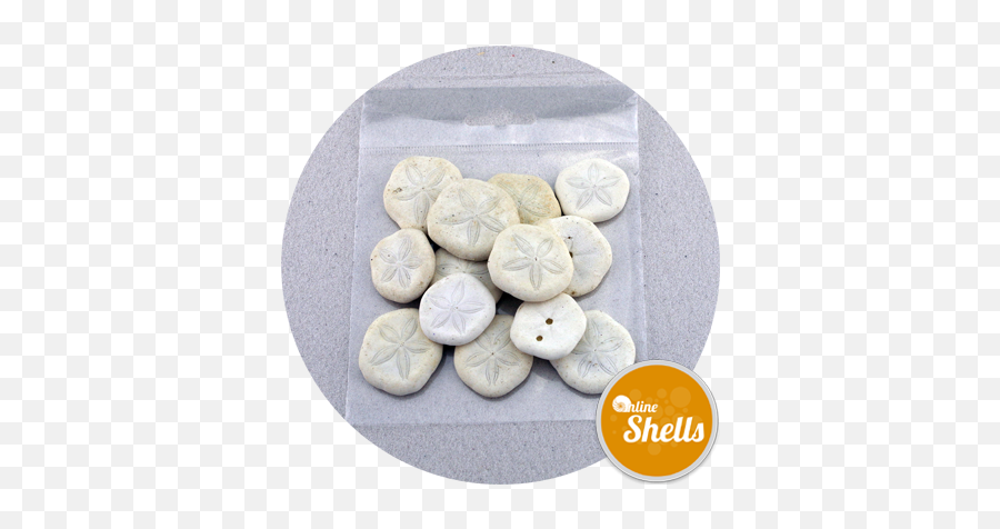 Art U0026 Craft Pack - Sand Dollars Online Shells Buy Sea Almond Biscuit Png,Sand Dollar Png