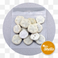 Art U0026 Craft Pack - Sand Dollars Online Shells Buy Sea Almond Biscuit Png,Sand Dollar Png