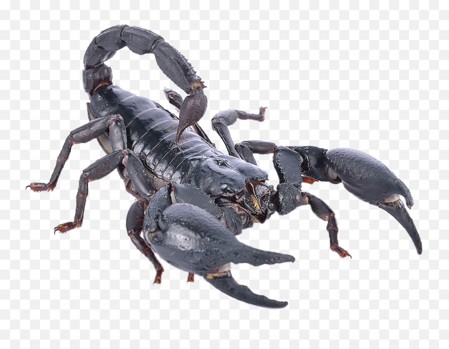 Poisonous Scorpion Png Photo - Scorpions,Scorpion Png